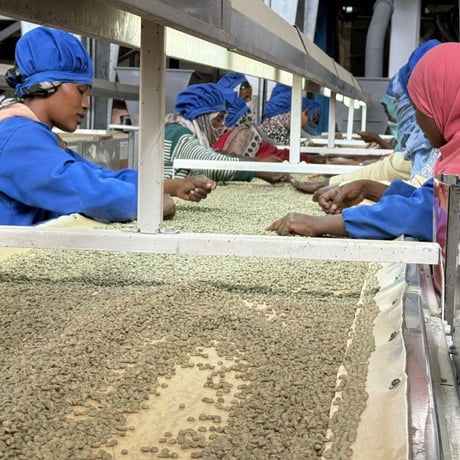 Ethiopia ハンベラ Heirloom Natural 豆のまま１Kg(50％OFF) ミディアムロースト