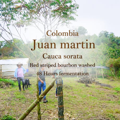 Colombia ファンマルティン Red striped bourbon Washed 500g(33％OFF) ライトロースト