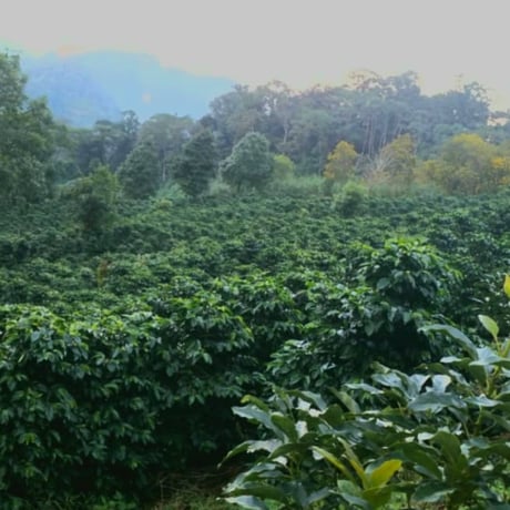 卸 Honduras カルボナル Pacas Washed 豆のまま５Kg (55％OFF) ライトロースト