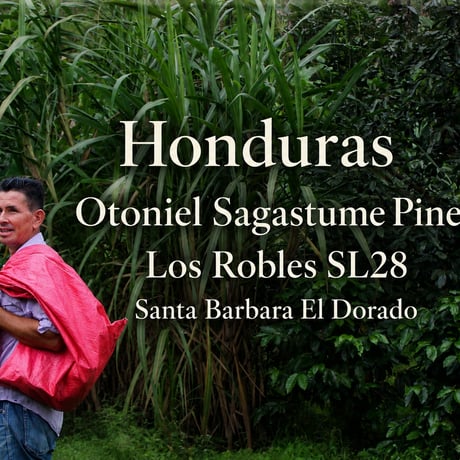 Honduras オトニエル SL28 Washed 250g(20％OFF) ライトロースト