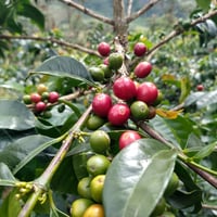 こくまろ 豆のまま５kg 飲食店様＆企業様向けダークロースト