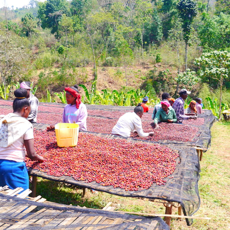 Ethiopia Beautiful Series 『C』 Heirloom Natural 豆のまま1kg(50%OFF) ミディアムロースト