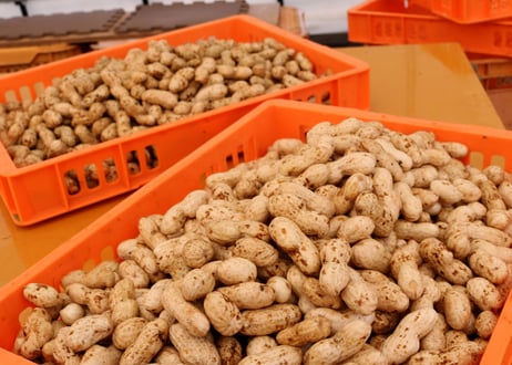 【９月出荷】あんばい農園の自然栽培 生落花生おおまさり　1kg
