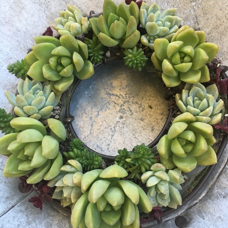 グリーンの多肉植物のリース | Purplegreen