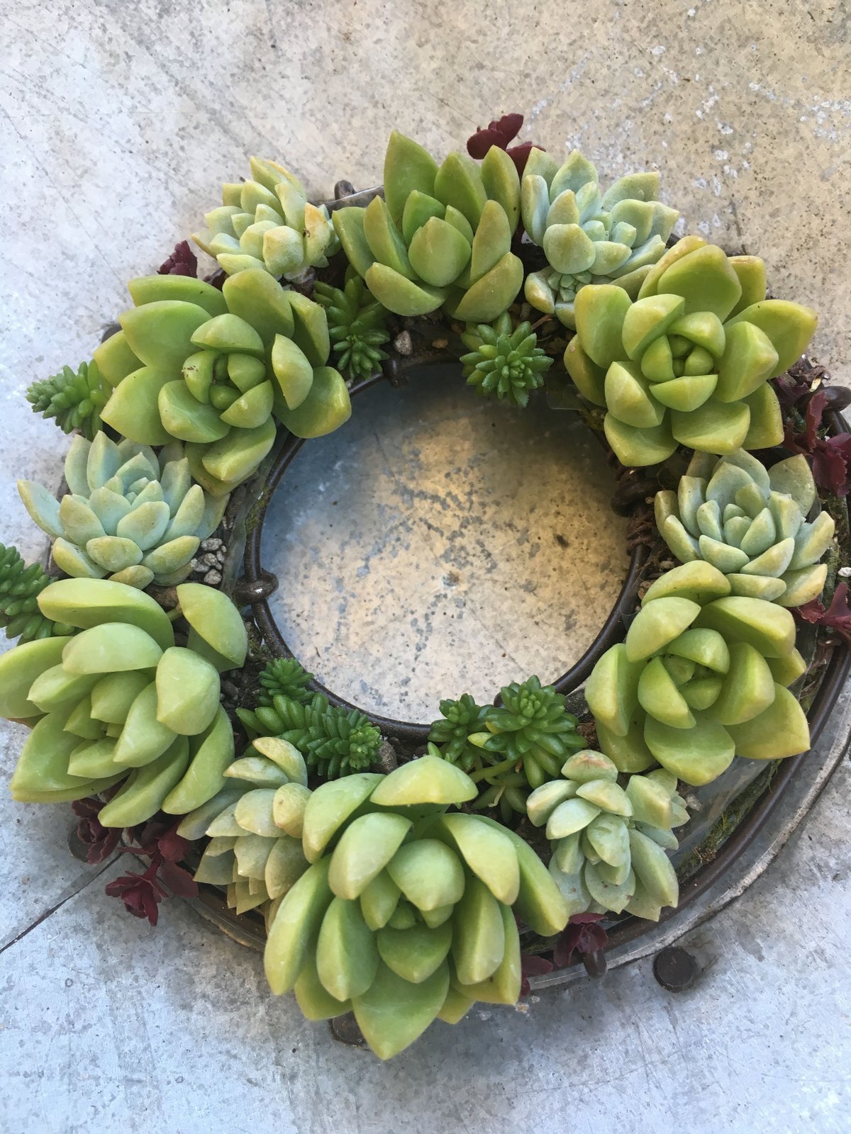 グリーンの多肉植物のリース | Purplegreen
