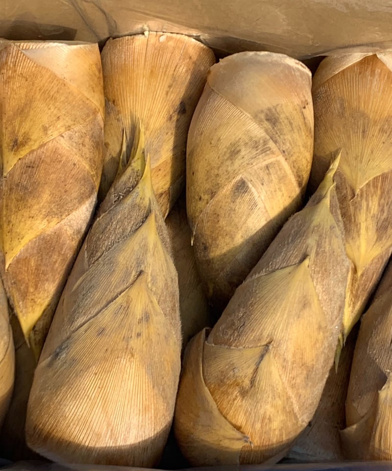 早掘り筍2㌔ 早掘り筍12月～2月「サイズ：中 ・ 200～300g/本 (1㎏)」 | 青嵐