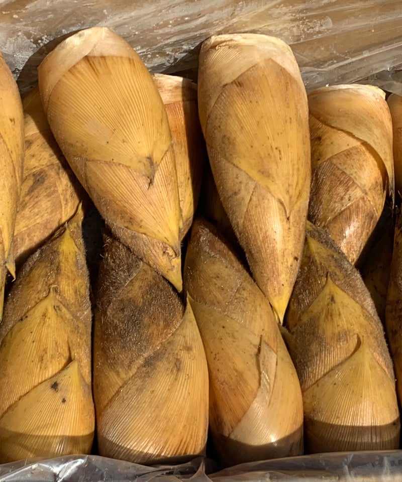 早掘り筍12月～2月「サイズ：小 ・ 130～200g/本 (1.5㎏)」 | 青嵐