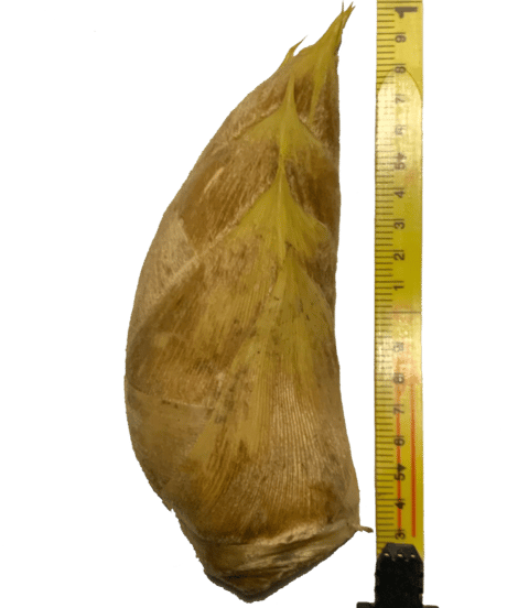 早掘り筍12月～2月「サイズ：特大　・　400～700ｇ/本　(1.5㎏)」 