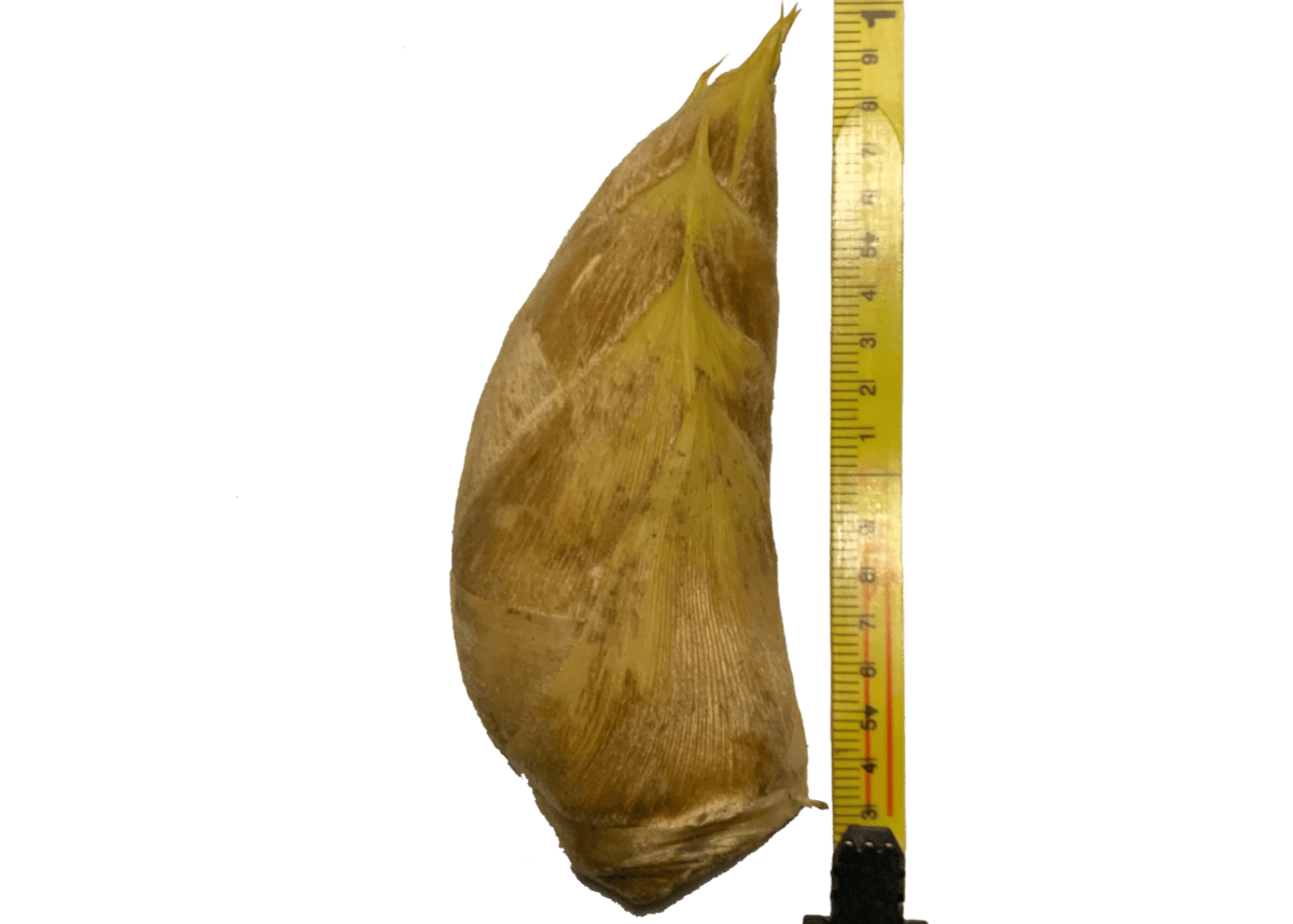 早掘り筍12月~2月「サイズ:特大 ・ 400~700g/本 (1.5 早掘り筍12月~2月「サイズ:特大 ・ 400~700g/本 (1.5