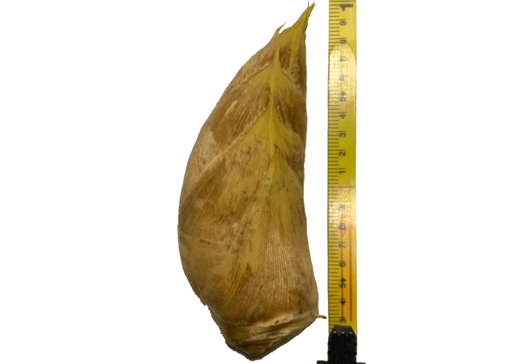 早掘り筍12月～2月「サイズ：特大 ・ 400～700g/本 (1.5㎏)」 | 青嵐