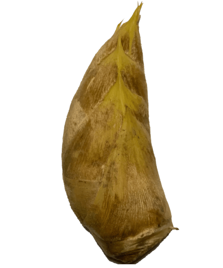 早掘り筍12月～2月「サイズ：特大　・　400～700ｇ/本　(1.5㎏)」 