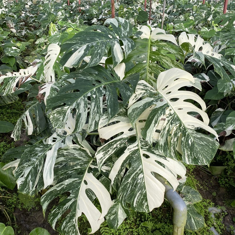 ☘ ̖́-Varigated Monstera Borsigana white tiger☘ ̖́-