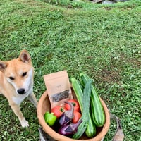 季節の固定種野菜セット(とうもろこし入り80サイズ)