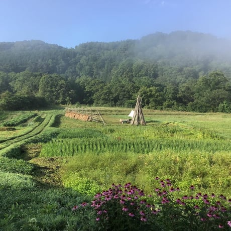 STORES しめ縄の検索結果