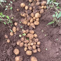 馬耕じゃがいも(マチルダ)　2kg