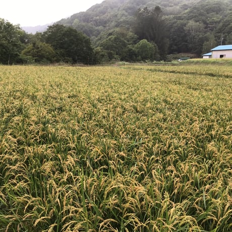馬耕米ゆきひかり　1kg