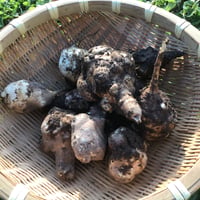 菊芋　2kg