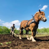 horsemade landscape