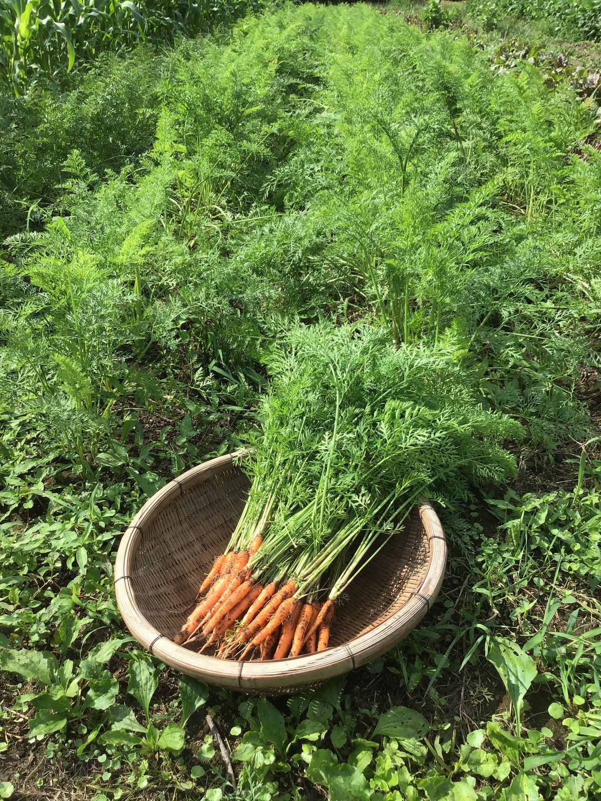 葉付き人参(小さめサイズ)1〜1.2kg | horsemade landscape
