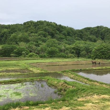 馬耕米ゆきひかり　1kg