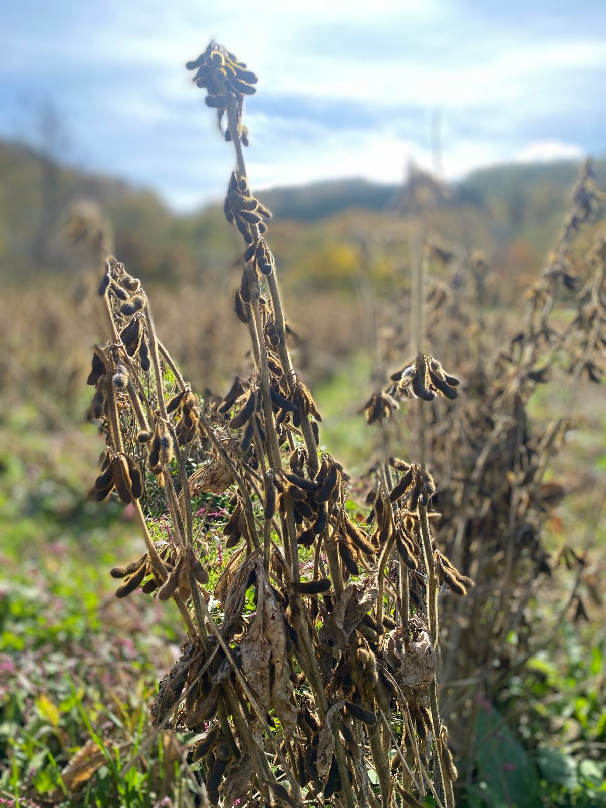 よし様 黒千石大豆　とよまどか大豆 おまとめ再出品❤15キロ 煎り黒千石大豆800g | タマチャンショップ 公式オンラインストア