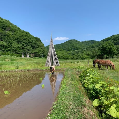 【複数ご注文・ゆうパック発送】馬耕米ゆきひかり　1kg