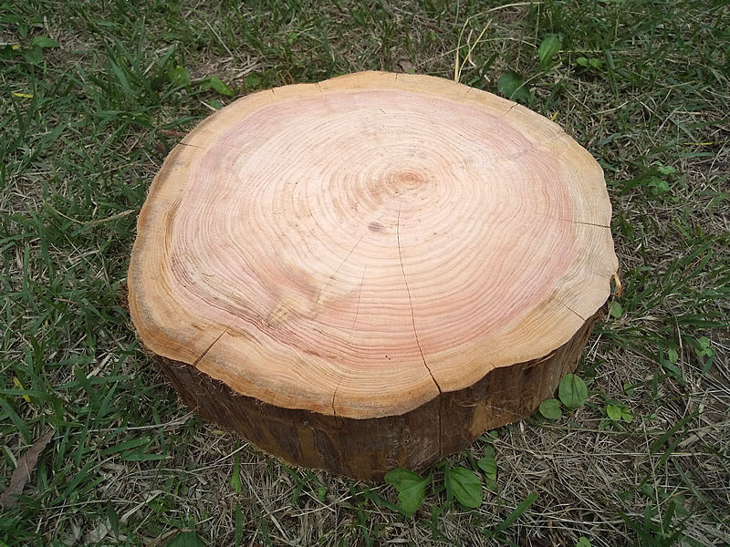 薪割り台 切り株 ひのき 丸太 約30x27cm 厚さ約8～10cm | wildoutdoor
