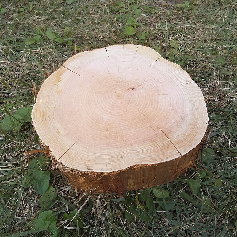 薪割り台 切り株 ひのき 丸太 約30x30cm 厚さ約10cm | wildoutdoor
