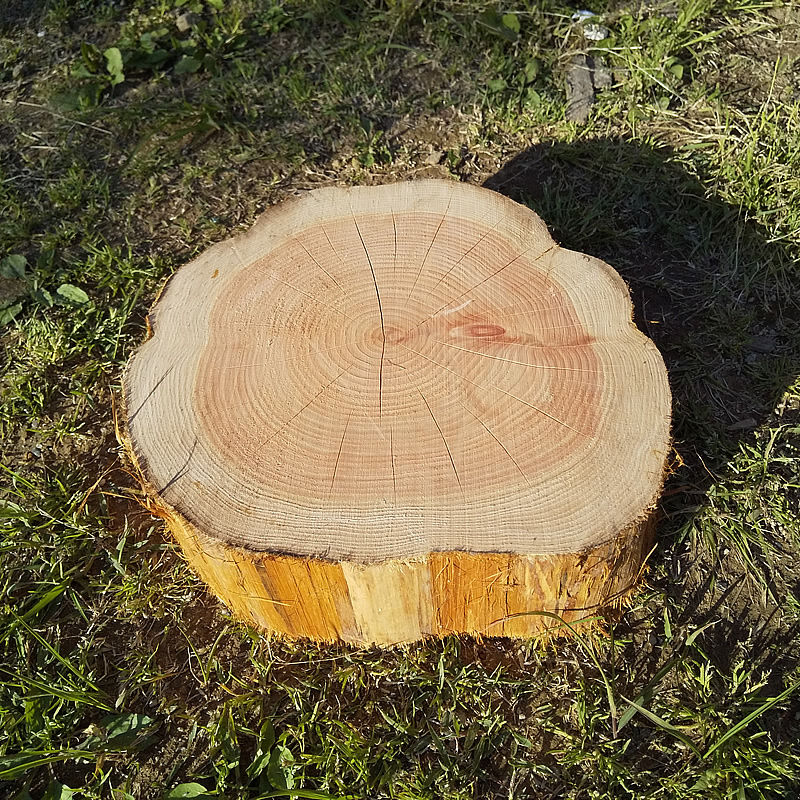 薪割り台 切り株 ひのき 丸太 約31x31cm 厚さ約10cm | wildoutdoor