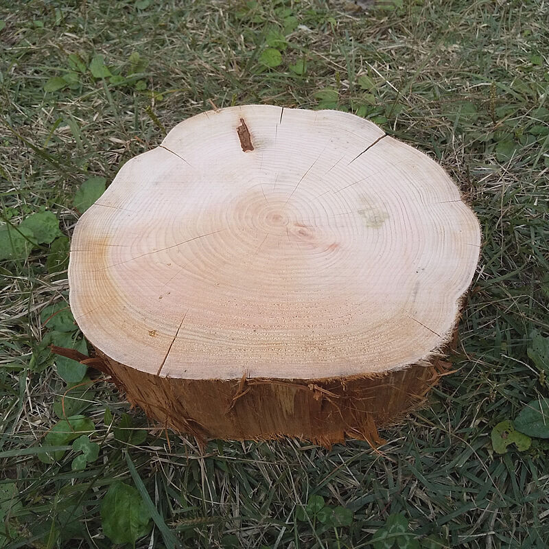 薪割り台 切り株 ひのき 丸太 約30x30cm 厚さ約10cm | wildoutdoor