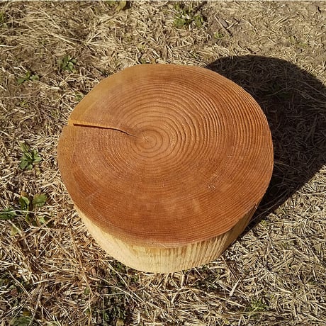 刳り抜き丸太 薪割り台 切り株 杉 約28x28cm 厚さ約12cm