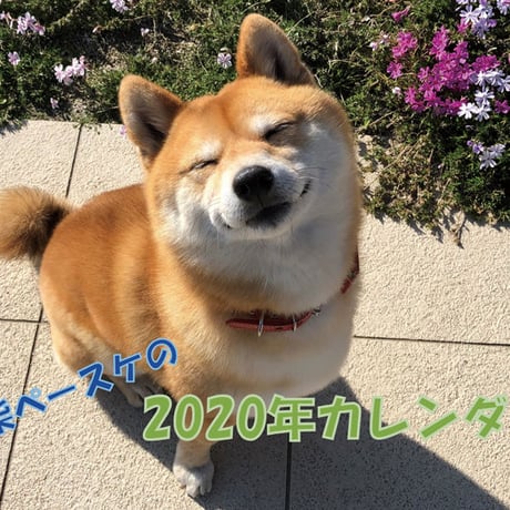 【送料無料】2020年『豆柴ペースケ』壁掛けカレンダー