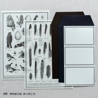 博物画手紙【鳥の卵と羽】+下敷き