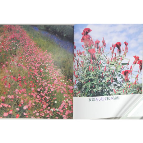 家庭画報特選 茶の湯の楽しみ 茶花わたし流 / 世界文化社