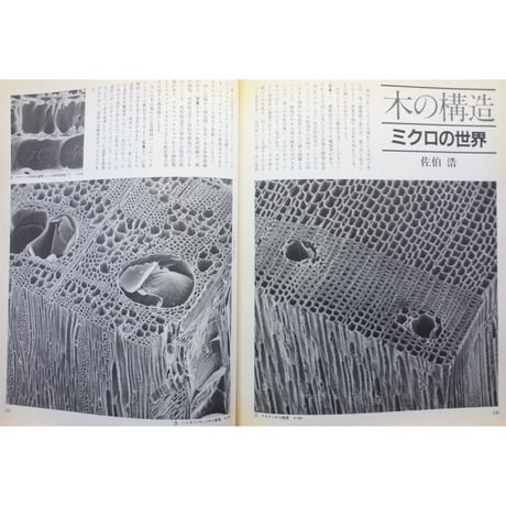 樹の事典 / 美しい森と自然の素材 / シリーズ木の文化① / 朝日新聞社