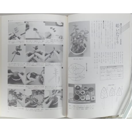 これからの創作盆栽 国藤光枝・盆創のすべて / マコー社