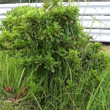 バリカンタイプ　植え込み用