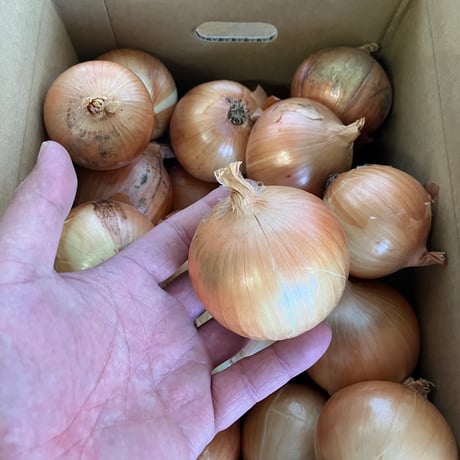 【新玉のチビ玉】完熟たまねぎ 5kg