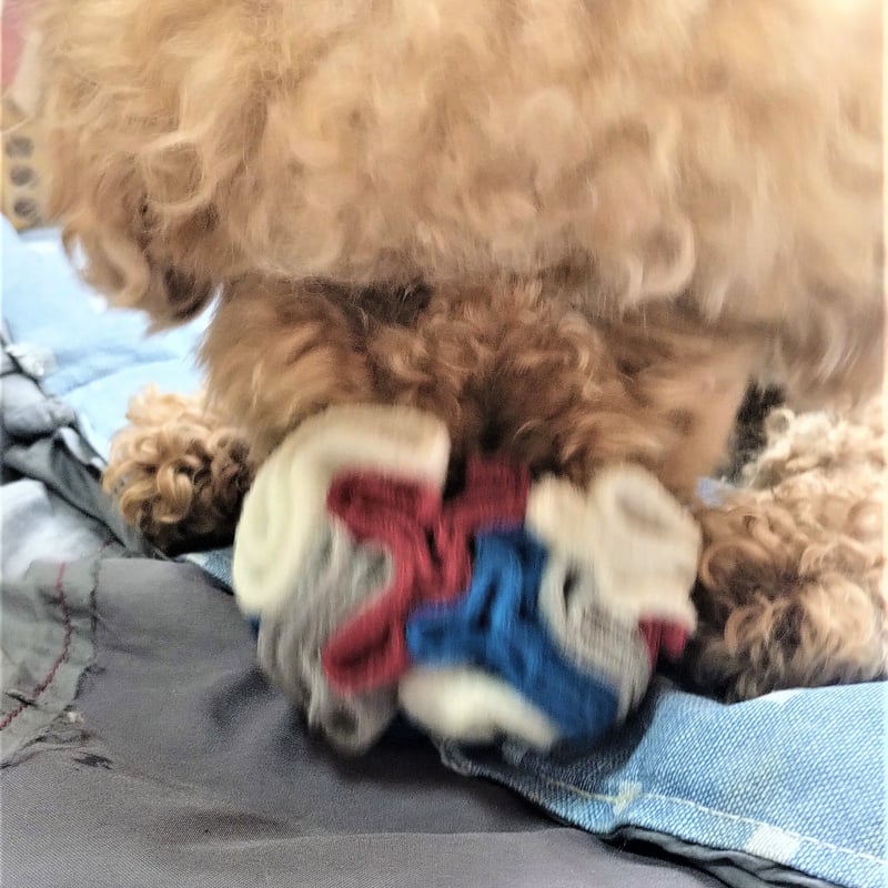 切れ味抜群☀プロ用カーブシザー両面使用可トリマートリミングペットママミングハサミ 切れ味抜群☀プロ用カーブシザー両面使用可トリマートリミング