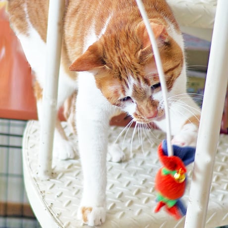 猫じゃらロープ（またたび入）