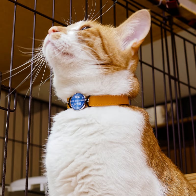 迷子札【20ミリ】 巻付けタイプ | forZERO