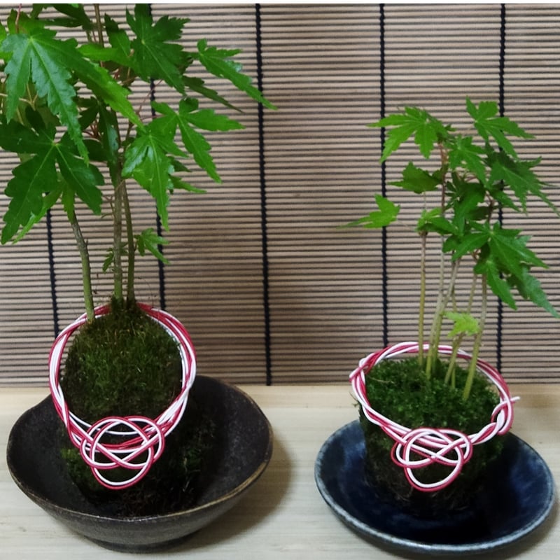 苔玉盆栽もみじD【嬉しい選べる！美濃焼の下皿付き】 ◇◇◇青もみじ