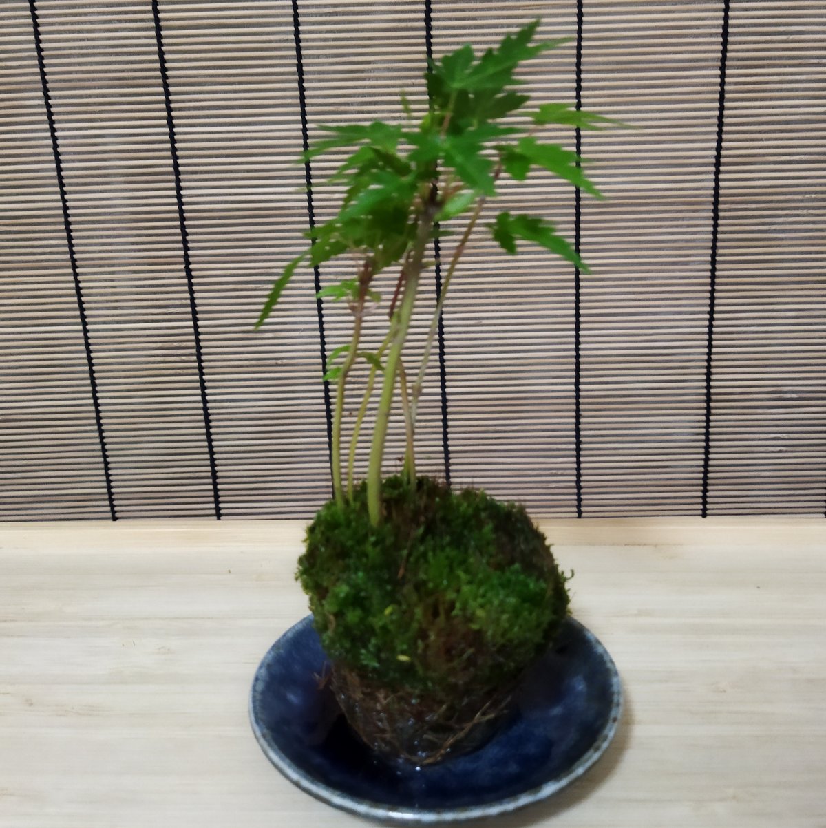 苔玉盆栽もみじD【嬉しい選べる！美濃焼の下皿付き】 ◇◇◇青もみじ