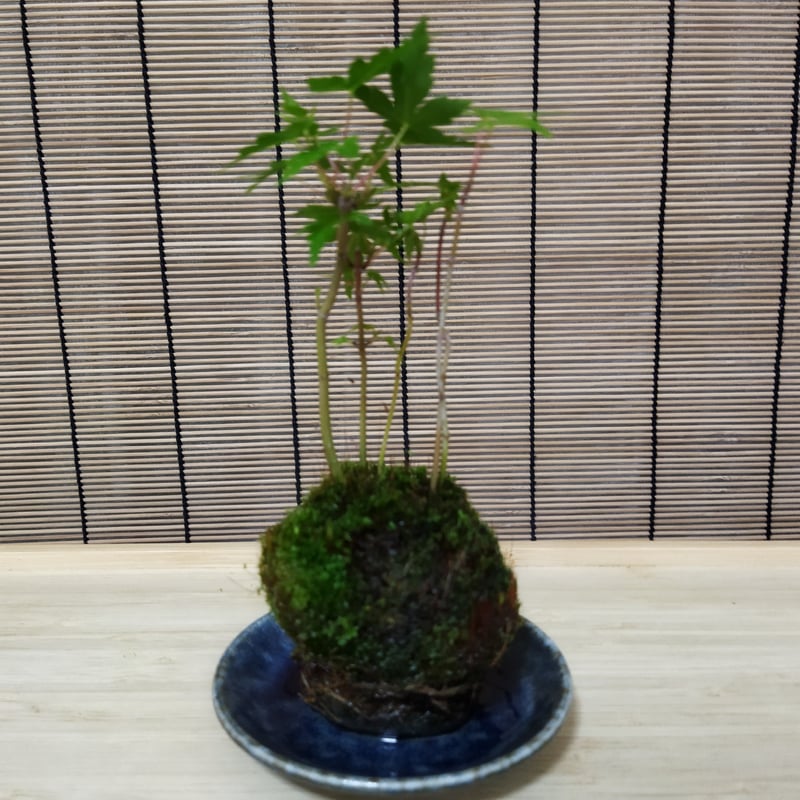 苔玉盆栽もみじD【嬉しい選べる！美濃焼の下皿付き】 ◇◇◇青もみじ