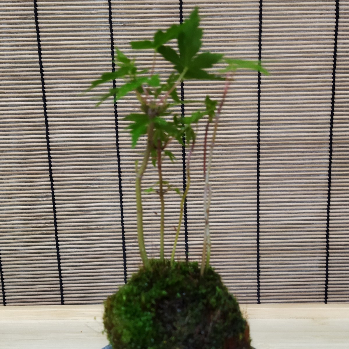 苔玉盆栽もみじD【嬉しい選べる！美濃焼の下皿付き】 ◇◇◇青もみじ