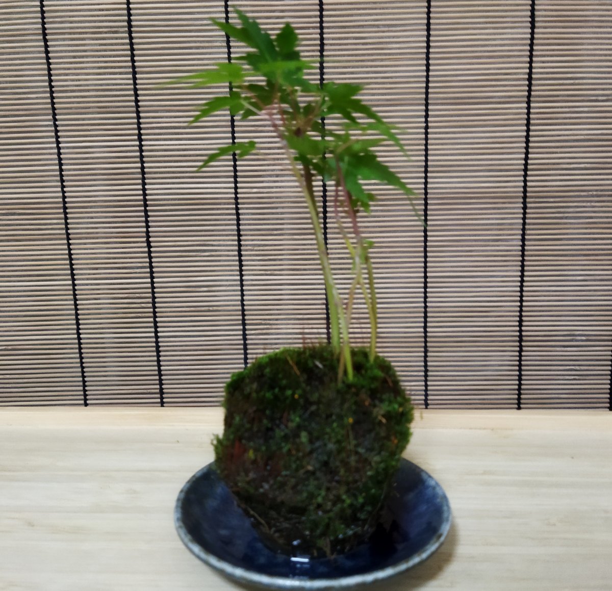 苔玉盆栽もみじD【嬉しい選べる！美濃焼の下皿付き】 ◇◇◇青もみじ