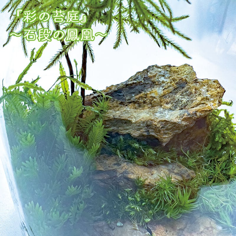 苔テラリウム 彩の苔庭シリーズ 『石段の鳳凰』 | オンライン苔