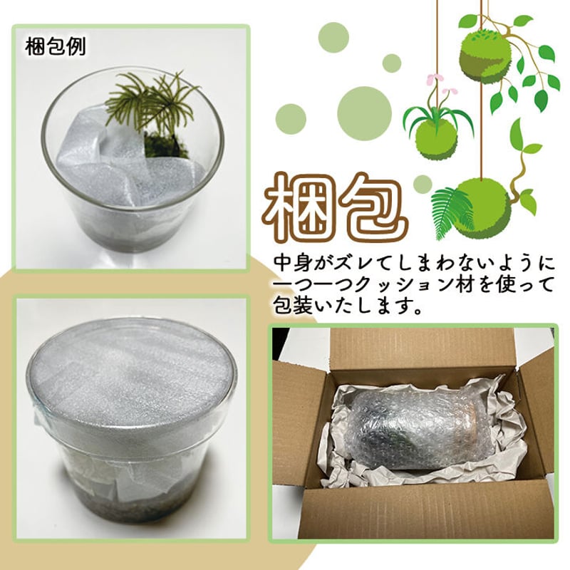 苔テラリウム 彩の苔庭シリーズ 『石段の鳳凰』 | オンライン苔