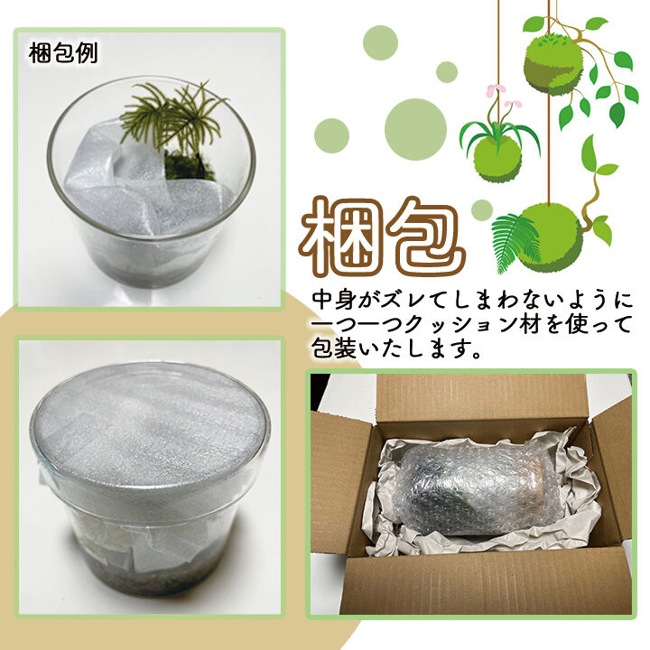 苔テラリウム 彩の苔庭シリーズ 『石段の鳳凰』 | オンライン苔