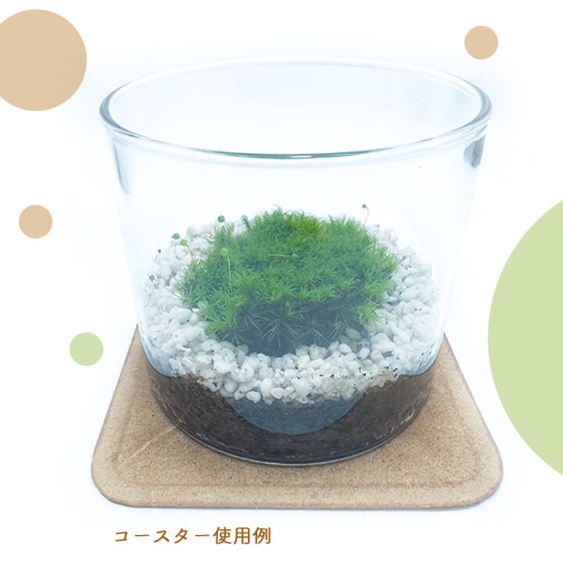 ❣️苔アート❣️ハラダ様オーダー専用❣️苔リューム❣️送料込み❣️ 苔こっこです🟢 苔テラリウム🤗 こだま様癒されます😍 #苔 #苔